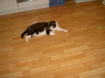 Pitus Bild von Pitus