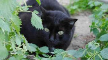 Pucca Bild von Pucca