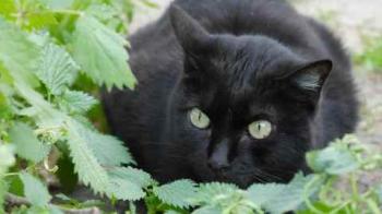 Pucca Bild von Pucca