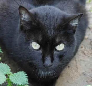 Pucca Bild von Pucca