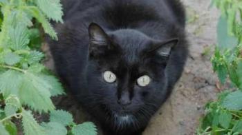 Pucca Bild von Pucca