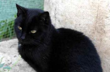 Pucca Bild von Pucca