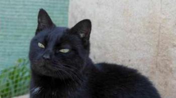 Pucca Bild von Pucca