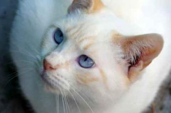 Bild von Sita