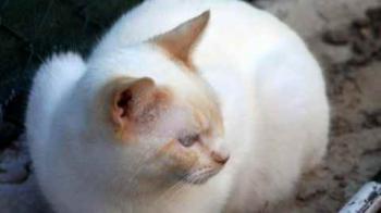 Bild von Sita