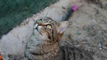 Tomasin Bild von Tomasin