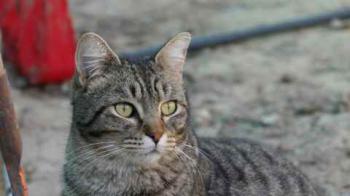 Tomasin Bild von Tomasin