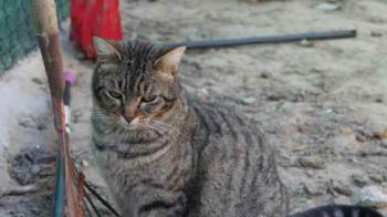 Tomasin Bild von Tomasin
