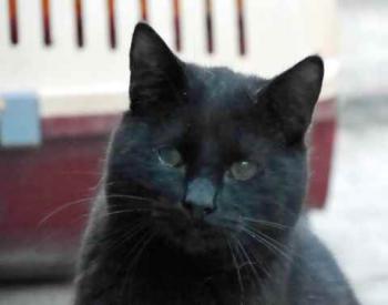 Bild von Coco