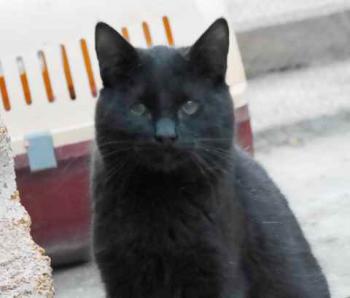 Bild von Coco