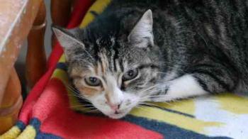 Cindy Bild von Cindy