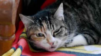 Cindy Bild von Cindy