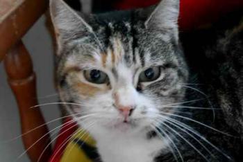 Cindy Bild von Cindy