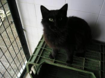 Ohne Bild von Pascha