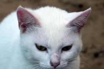 Nieves Bild von Nieves