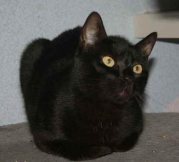 Bild von Flips