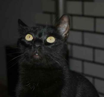 Bild von Flips