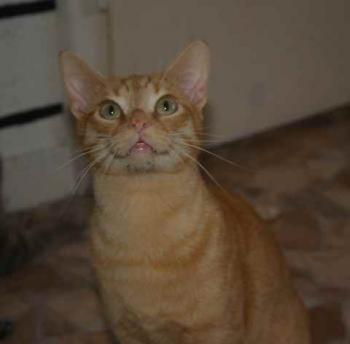 Guzman Bild von Guzman