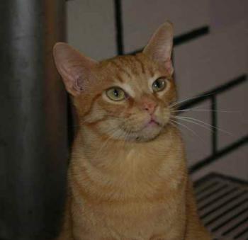 Guzman Bild von Guzman