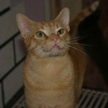 Guzman Bild von Guzman