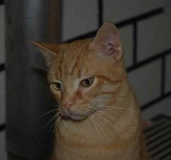 Guzman Bild von Guzman