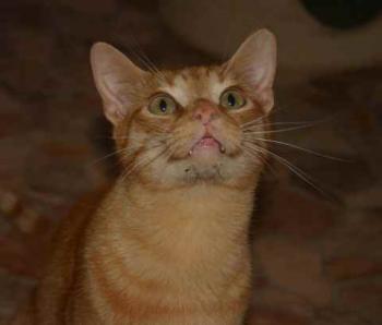 Guzman Bild von Guzman