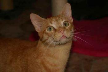 Guzman Bild von Guzman