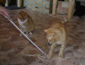 Guzman Bild von Guzman