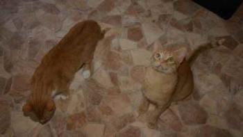 Guzman Bild von Guzman