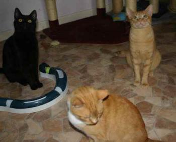 Guzman Bild von Guzman