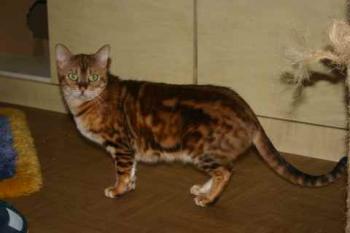 Sharina Bild von Sharina