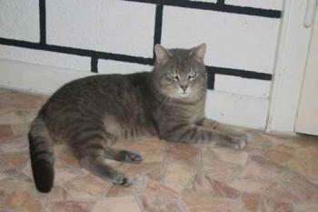 Lorenzo Bild von Lorenzo