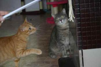 Guzman Bild von Guzman