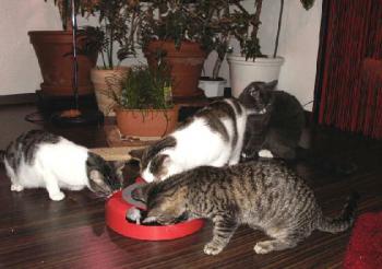 Irina mit ihren Freunden Bild von Irina