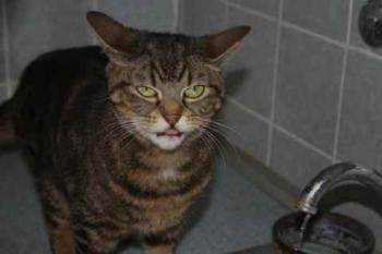 Nala Bild von Nala