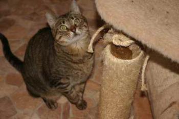 Gipsy-Mimi Bild von Gipsy-Mimi