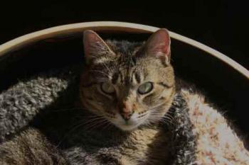 Gipsy-Mimi Bild von Gipsy-Mimi