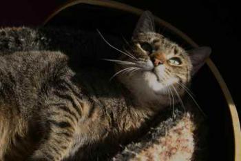 Gipsy-Mimi Bild von Gipsy-Mimi