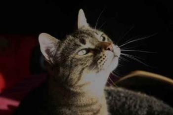 Gipsy-Mimi Bild von Gipsy-Mimi
