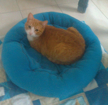 Brody Bild von Brody