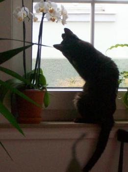 Bild von Lilith