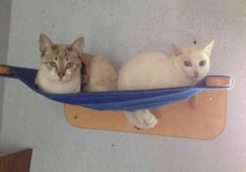 Paige Bild von Paige