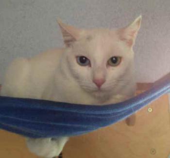 Paige Bild von Paige