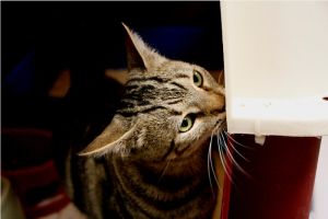 Angus Bild von Angus