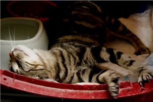 Angus Bild von Angus