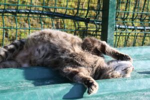 Angus Bild von Angus