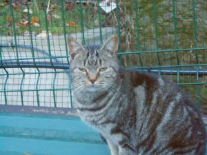 Angus Bild von Angus