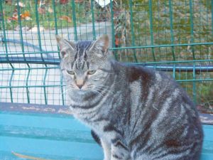 Angus Bild von Angus