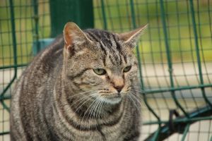 Angus Bild von Angus