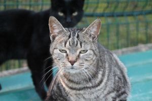Angus Bild von Angus
